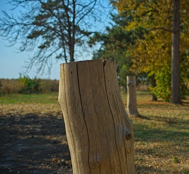 White cutoff tree trunk without bark, close up