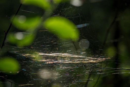 Shining water drops on spider web on green forest background in Latvia. Spider web is web made by spider. Spider net in nature. 