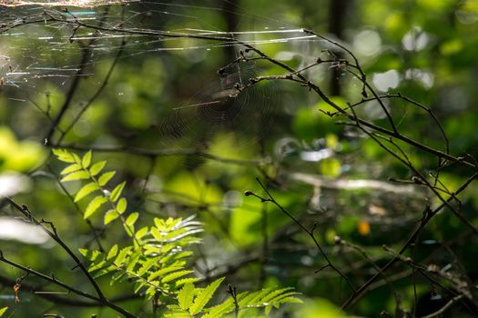 Shining water drops on spider web on green forest background in Latvia. Spider web is web made by spider. Spider net in nature. 