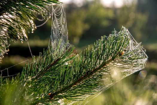 Spider web on the pine tree on green forest background.. Cobweb. Spider web is web made by spider. Spider net in nature.