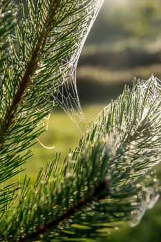 Spider web on the pine tree on green forest background.. Cobweb. Spider web is web made by spider. Spider net in nature.