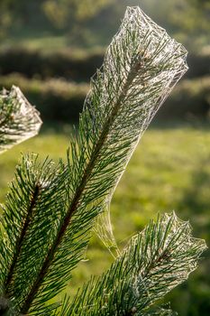 Spider web on the pine tree on green forest background.. Cobweb. Spider web is web made by spider. Spider net in nature.