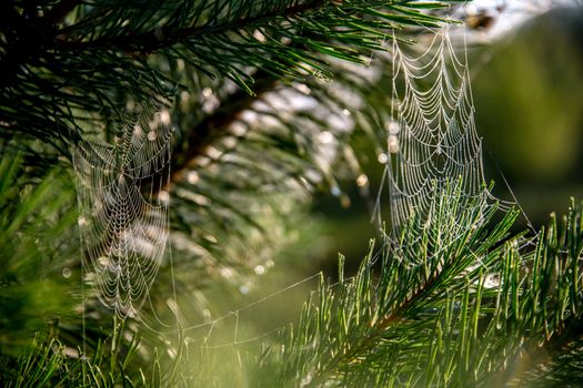 Spider web on the pine tree on green forest background.. Cobweb. Spider web is web made by spider. Spider net in nature.