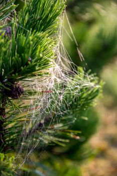 Spider web on the pine tree on green forest background.. Cobweb. Spider web is web made by spider. Spider net in nature.