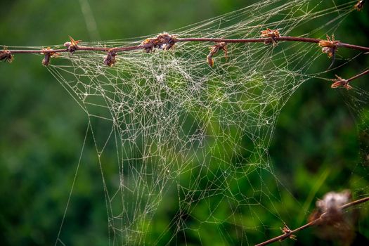 Shining water drops on spider web on green forest background in Latvia. Spider web is web made by spider. Spider net in nature. 