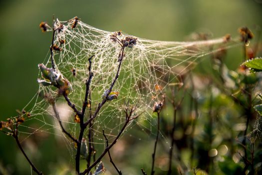 Shining water drops on spider web on green forest background in Latvia. Spider web is web made by spider. Spider net in nature. 