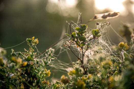 Shining water drops on spider web on green forest background in Latvia. Spider web is web made by spider. Spider net in nature. 