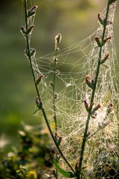 Shining water drops on spider web on green forest background in Latvia. Spider web is web made by spider. Spider net in nature. 