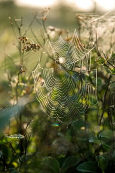 Shining water drops on spider web on green forest background in Latvia. Spider web is web made by spider. Spider net in nature. 