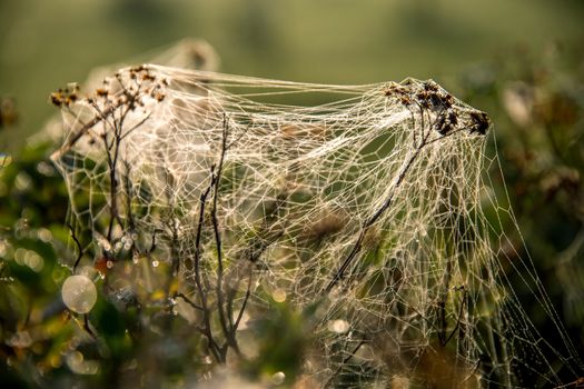 Shining water drops on spider web on green forest background in Latvia. Spider web is web made by spider. Spider net in nature. 