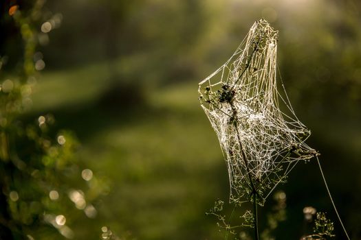 Shining water drops on spider web on green forest background in Latvia. Spider web is web made by spider. Spider net in nature. 