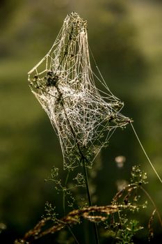 Shining water drops on spider web on green forest background in Latvia. Spider web is web made by spider. Spider net in nature. 