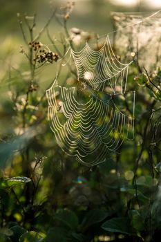 Shining water drops on spider web on green forest background in Latvia. Spider web is web made by spider. Spider net in nature. 