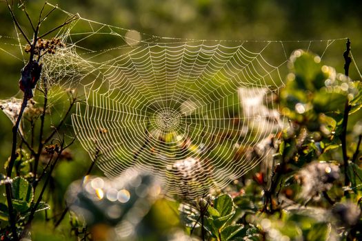 Shining water drops on spider web on green forest background in Latvia. Spider web is web made by spider. Spider net in nature. 