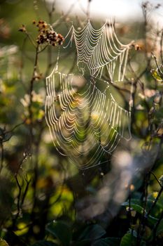 Shining water drops on spider web on green forest background in Latvia. Spider web is web made by spider. Spider net in nature. 