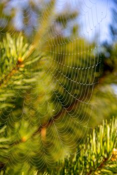 Shining water drops on spider web on green forest background in Latvia. Spider web is web made by spider. Spider net in nature. 