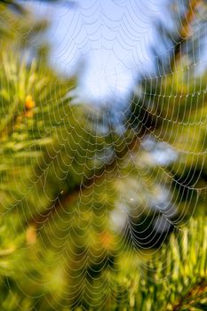 Shining water drops on spider web on green forest background in Latvia. Spider web is web made by spider. Spider net in nature. 