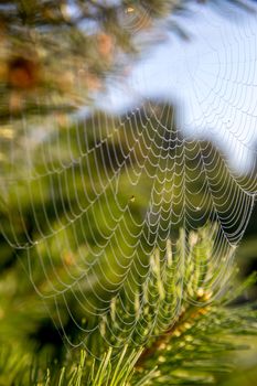 Shining water drops on spider web on green forest background in Latvia. Spider web is web made by spider. Spider net in nature. 