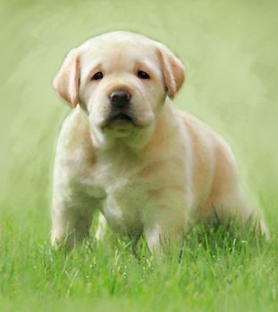 A sweet puppy yellow labrador oil portrait