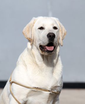 a yellow labrador sitting in the park