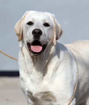 yellow labrador sitting in the park