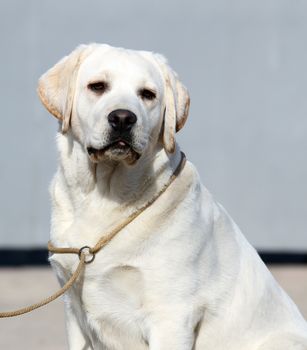the yellow labrador sitting in the park