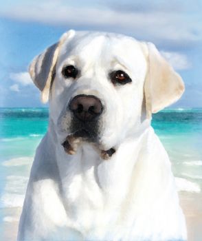 A sweet young yellow labrador oil portrait