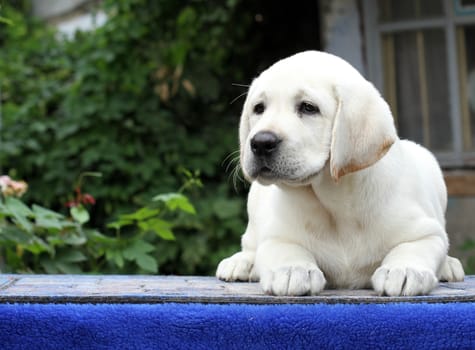 the little yellow labrador puppy sitting on blue background