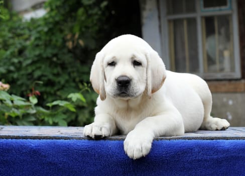 a little yellow labrador puppy sitting on blue background