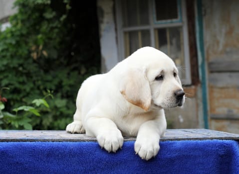 little yellow labrador puppy sitting on blue background