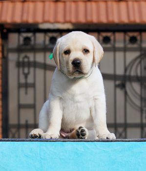 sweet little yellow labrador puppy sitting on blue background