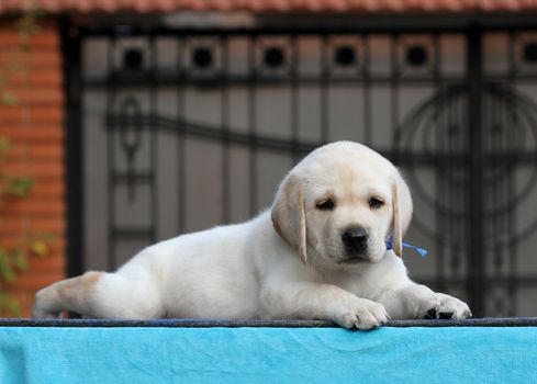 a sweet little yellow labrador puppy sitting on blue background