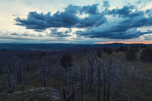 Landscape with dead forest on the mountain pass, height over 2000 meters, in the mountains in Altay