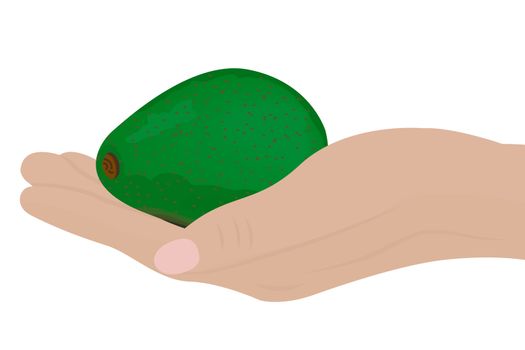 Avocado in a hand vector illustration on a white background isolated