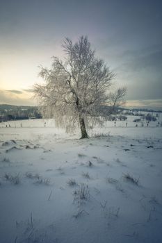 Single Tree in a solitude Winter