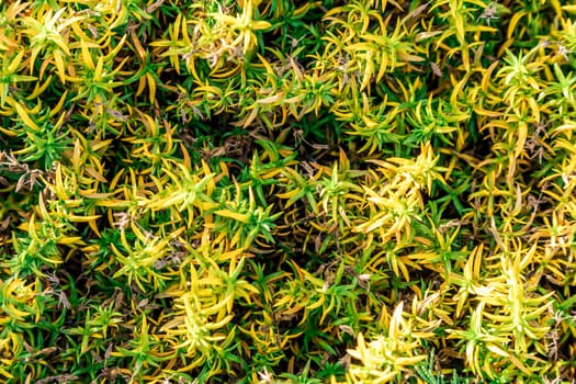 many small green plants. Green floral background