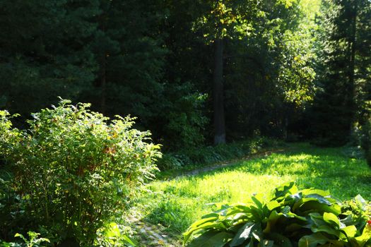 Green park with plants, shrubs and trees