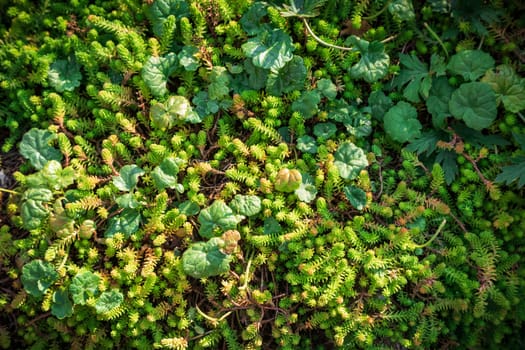 many small green plants. Green floral background