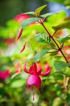 Fuchsia or hardy fuchsia flowers bloom in the garden