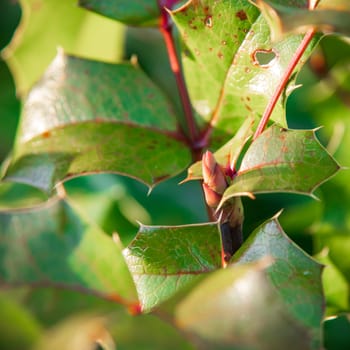 Rose leaves close-up on a blurred background