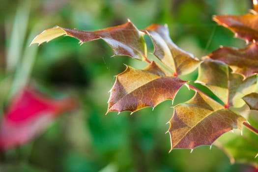 Rose leaves close-up on a blurred background