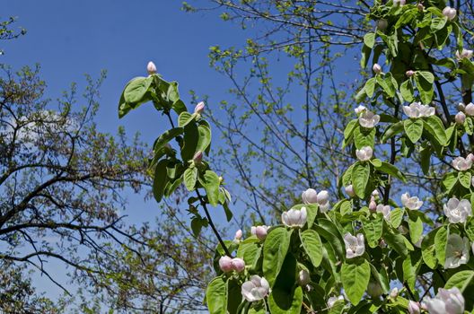 Branch with fresh bloom  of quince-tree flower closeup in garden, Sofia, Bulgaria