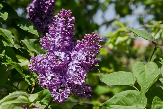 Beautiful bouquet of lilac flowers, Sofia, Bulgaria