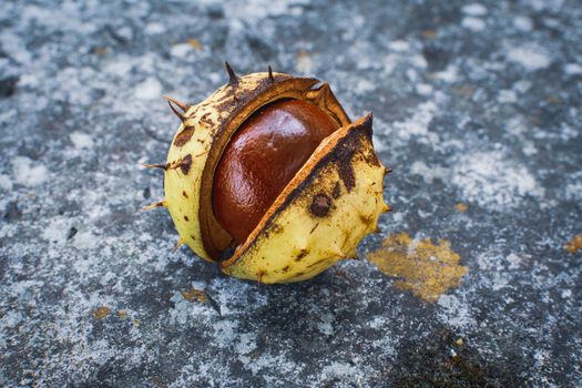 closeup of a horse-chestnut, Aesculus in a shell, concer, acorn