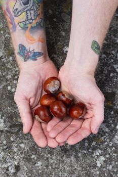 man with tatoo holding chestnuts in his hands, concer, acorn