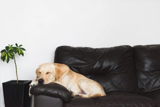portrait of sleeping golden labrador retriever on a dark sofa with white background