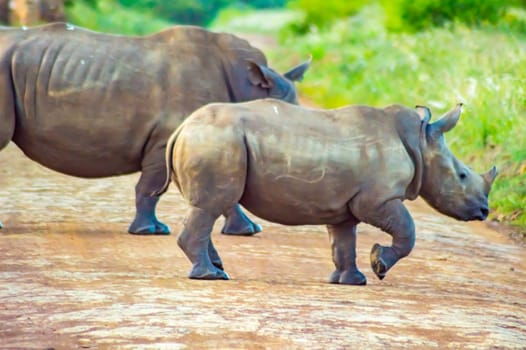 Female white rhinoceros and her cub in the savannah of Nairobi Park in central Kenya