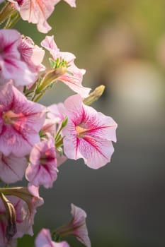 The background image of the colorful flowers, background nature