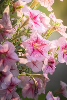 The background image of the colorful flowers, background nature