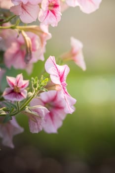 The background image of the colorful flowers, background nature